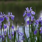 Blue world